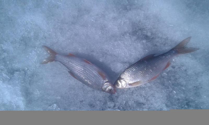 Прикрепленное изображение