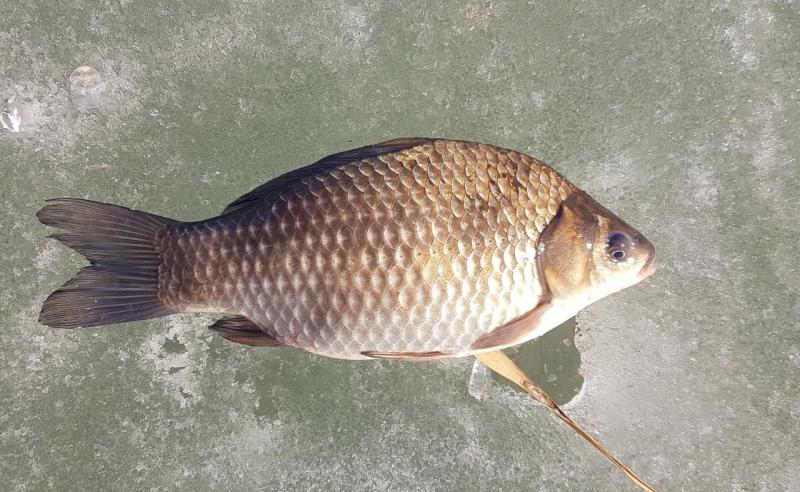 Прикрепленное изображение