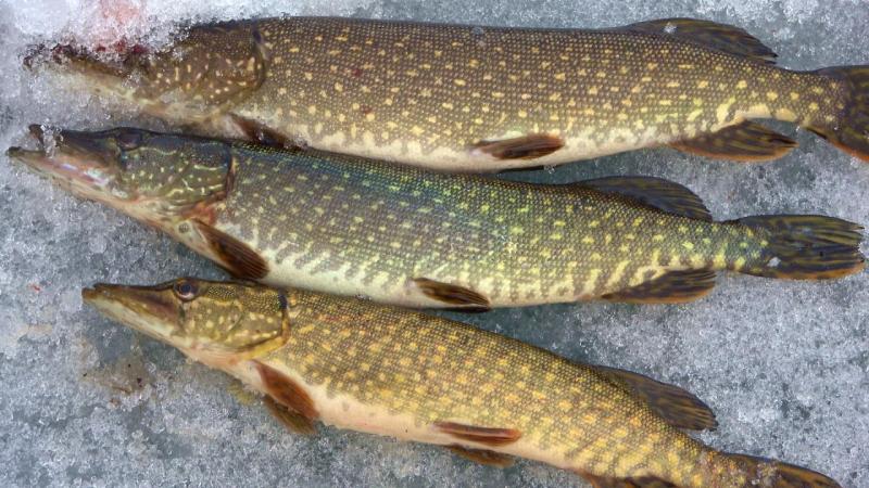 Имя отутствует_1.13.1.jpg