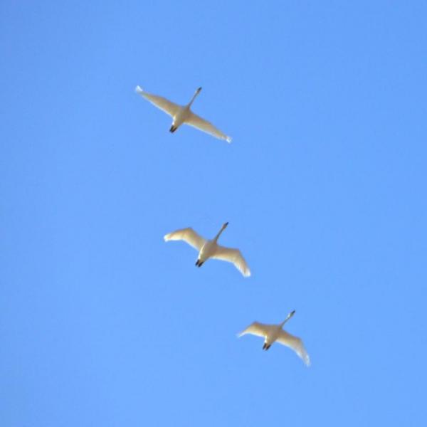 Имя отутствует_1.11.3.jpg