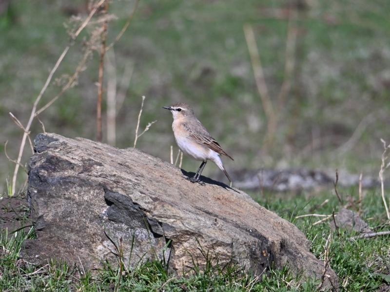 DSC_2215.jpg