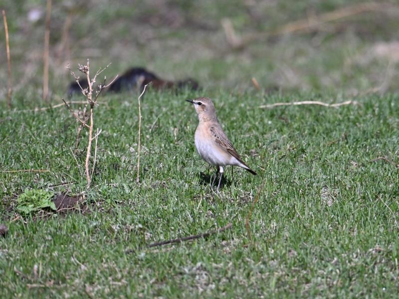 DSC_2203.JPG