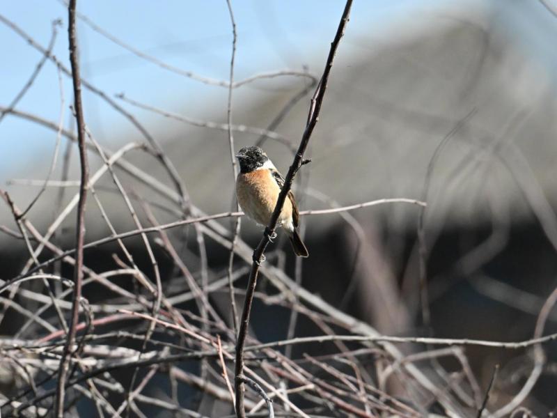 DSC_2443.JPG
