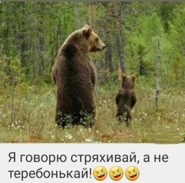 мишки.jpg