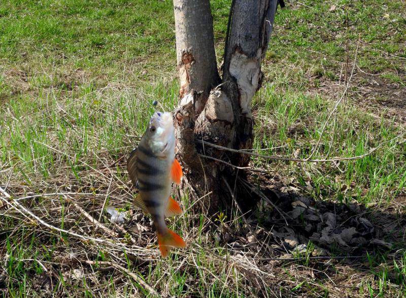 Прикрепленное изображение