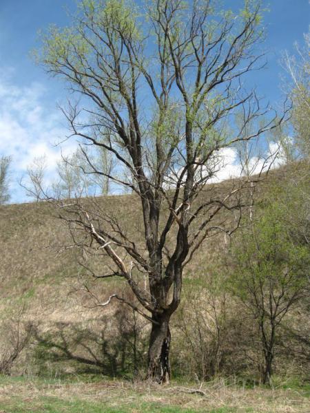 Прикрепленное изображение