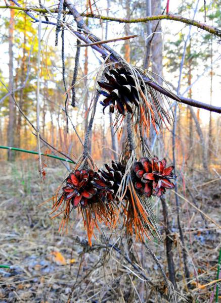 Прикрепленное изображение