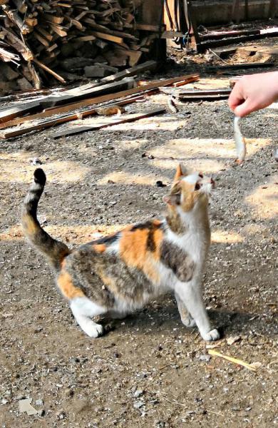 Прикрепленное изображение