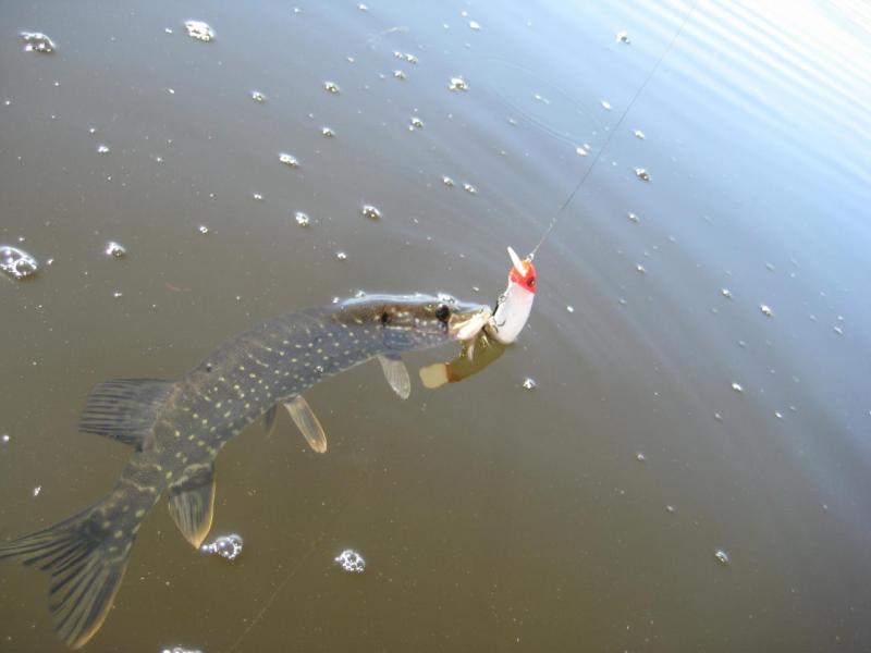 Прикрепленное изображение: IMG_8696.JPG