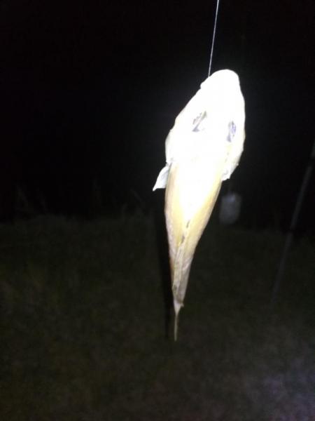 IMG_20200516_221129.jpg