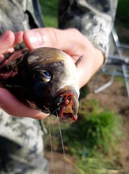 Прикрепленное изображение