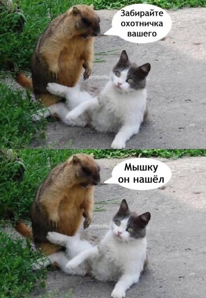 мышка.jpg
