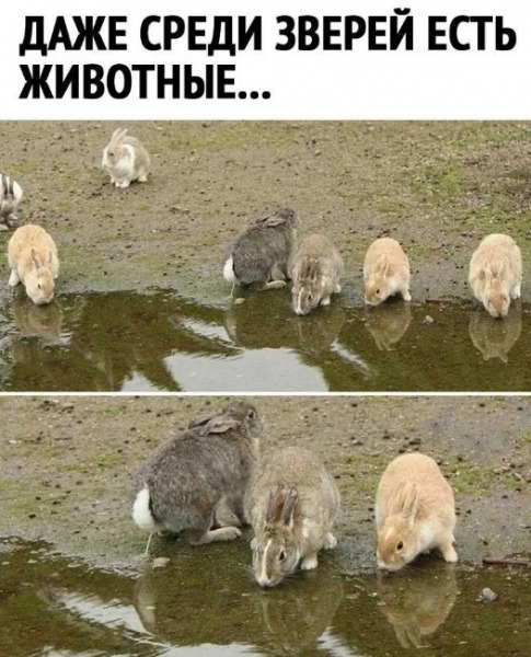 звери.jpg