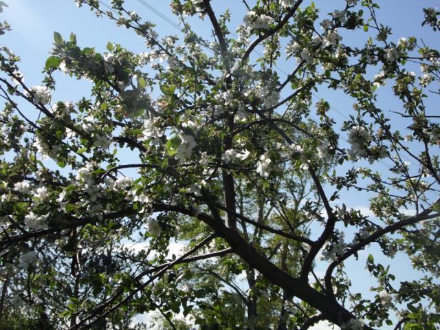 Прикрепленное изображение