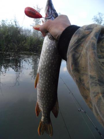 Прикрепленное изображение