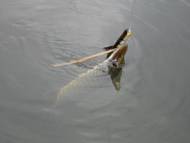 Прикрепленное изображение