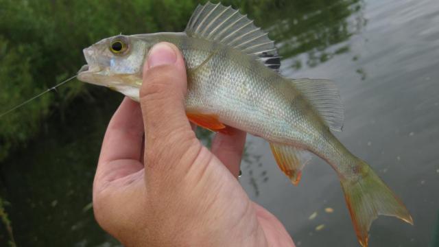 Прикрепленное изображение