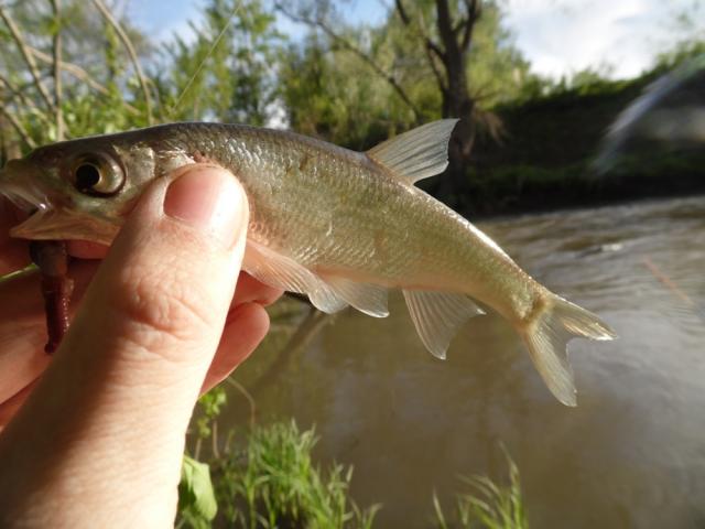 Прикрепленное изображение