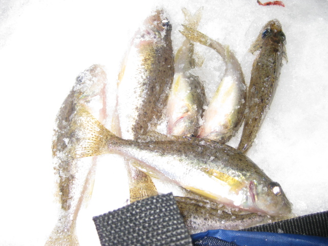 Прикрепленное изображение