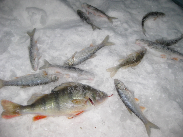 Прикрепленное изображение