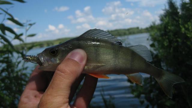 Прикрепленное изображение