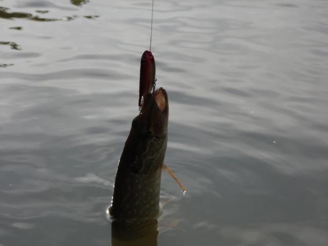 Прикрепленное изображение