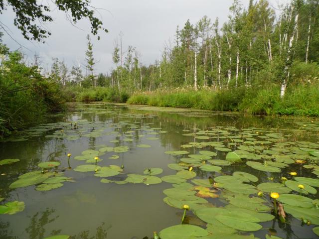 Прикрепленное изображение