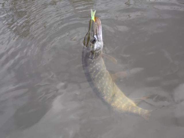 Прикрепленное изображение