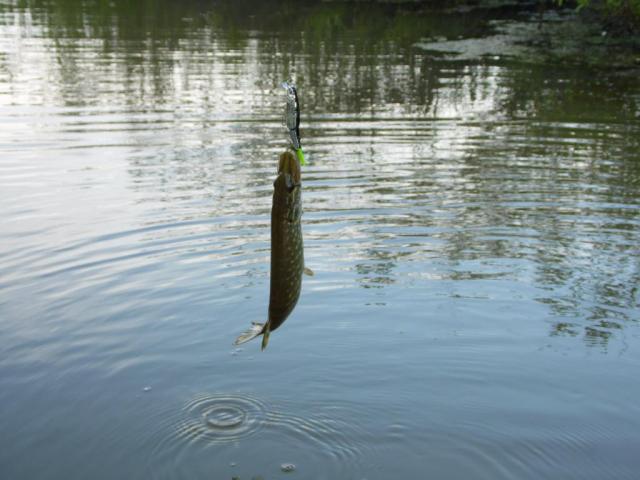 Прикрепленное изображение