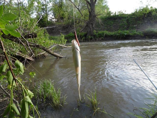 Прикрепленное изображение