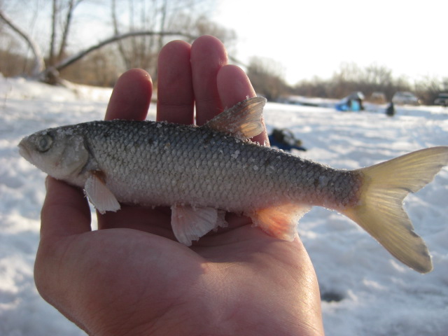 Прикрепленное изображение