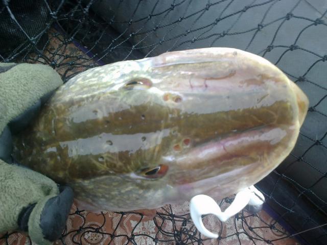 Прикрепленное изображение