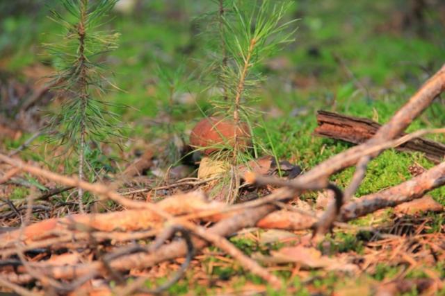 Прикрепленное изображение