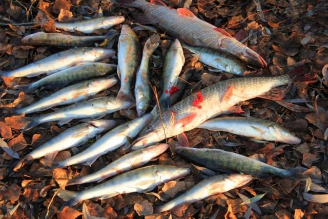 Прикрепленное изображение