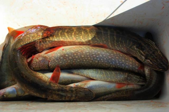 Прикрепленное изображение