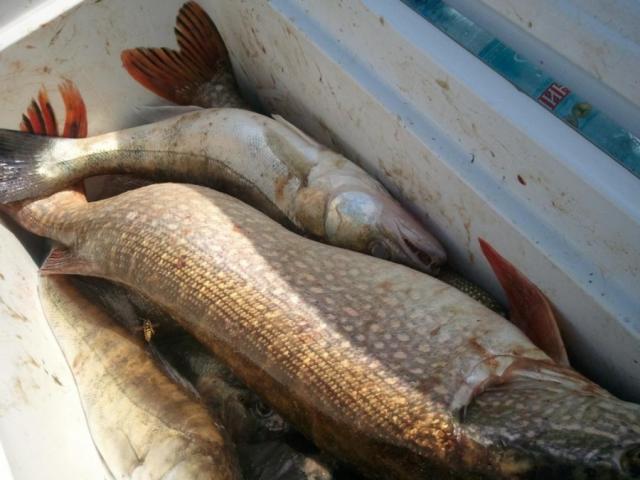 Прикрепленное изображение