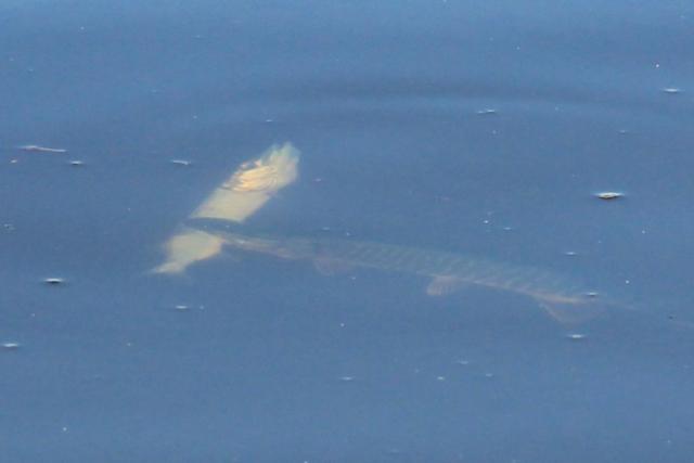 Прикрепленное изображение