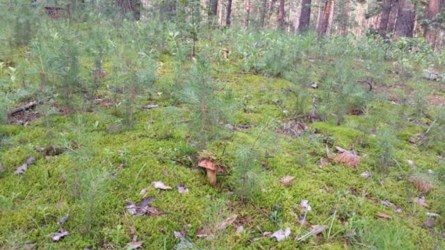 Прикрепленное изображение