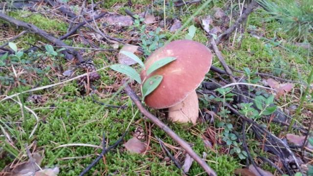 Прикрепленное изображение