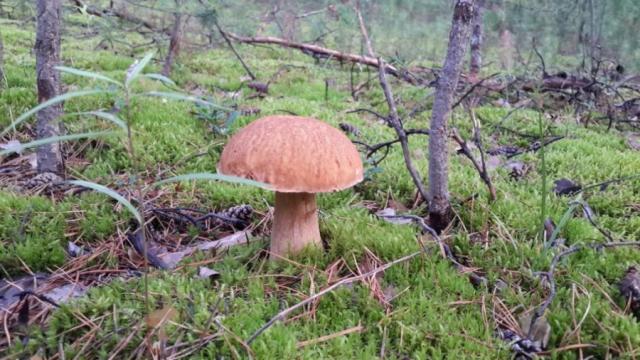 Прикрепленное изображение