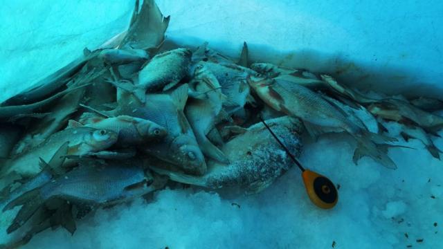 Прикрепленное изображение