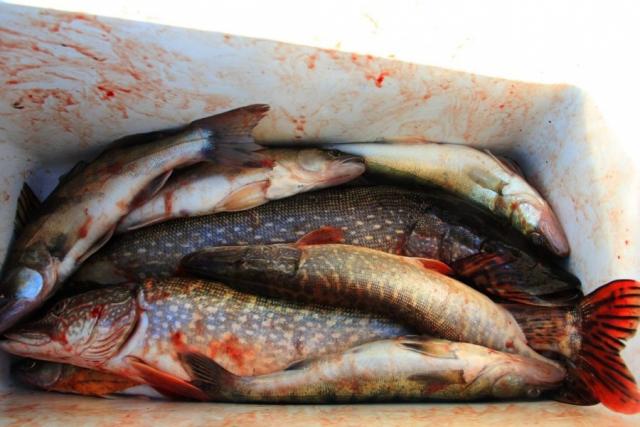 Прикрепленное изображение