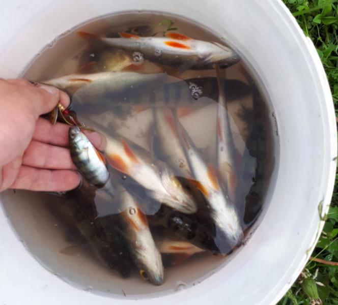 Прикрепленное изображение