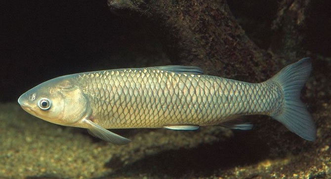 Прикрепленное изображение: grass-carp.jpg