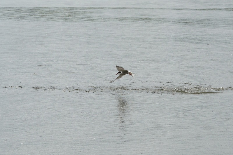 DSC_7006.jpg