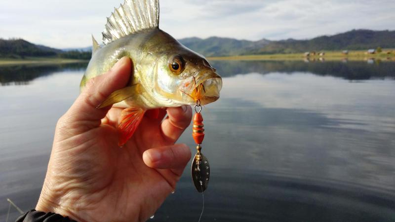 post-2850-0-13741100-1559982159_thumb.jp