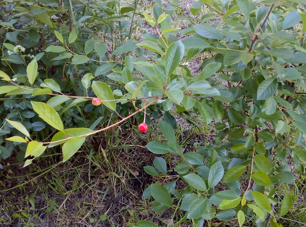 IMG_20190621_143846.jpg