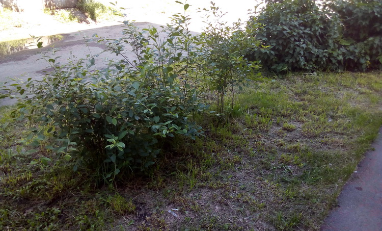 IMG_20190621_143858.jpg