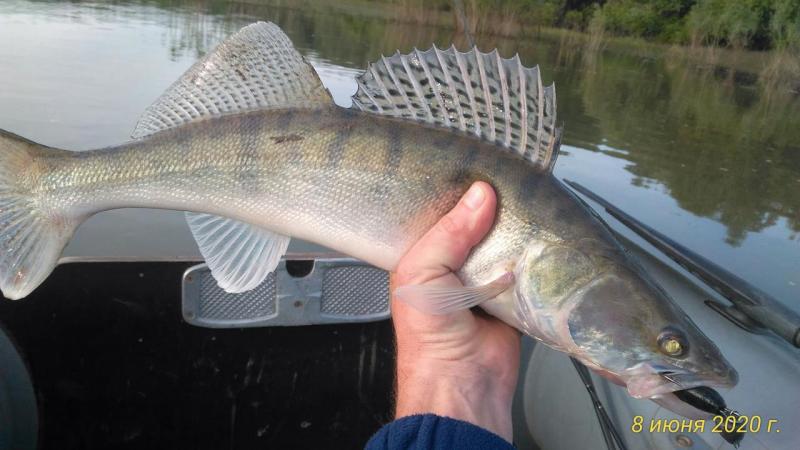 Прикрепленное изображение: P_20200608_073353_p.jpg