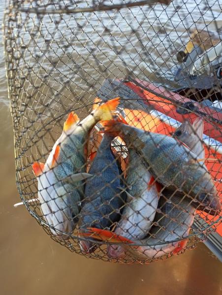 Прикрепленное изображение